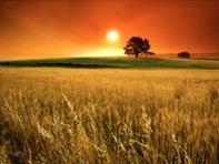 Sunset Tree Sunset Tree